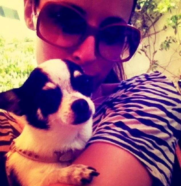 Maria João Bastos, cadela, chihuahua, Amélie, animal de estimação