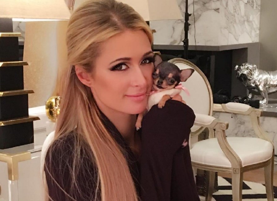 Paris Hilton, cão