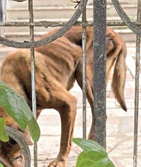 Veterinária avalia cães de ex-mulher de guitarrista dos Xutos e Pontapés