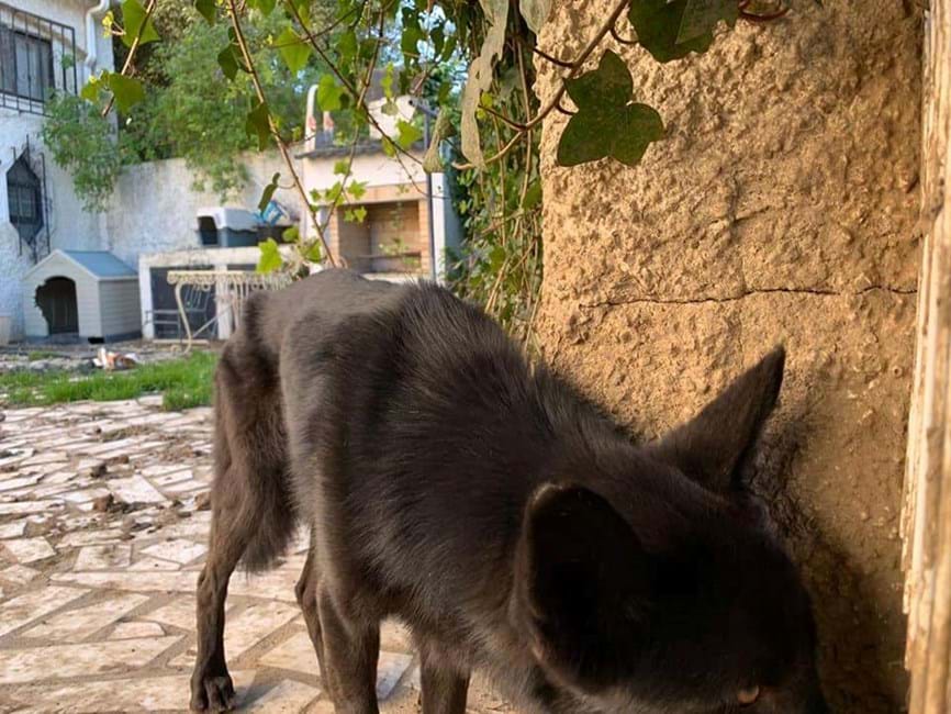 Cães de Bastet