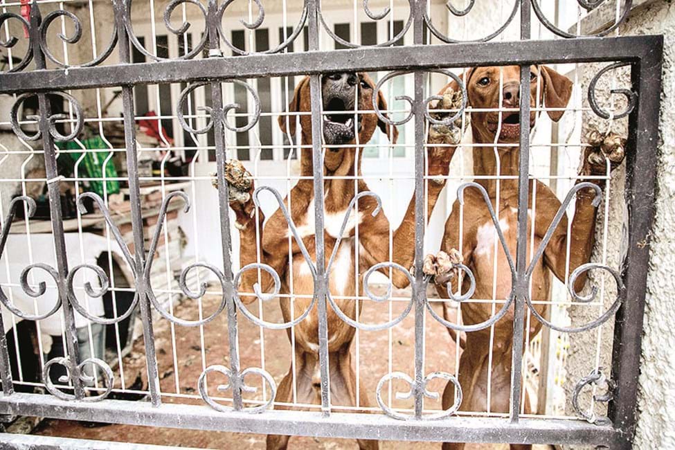 O CM esteve no local e verificou que cães continuam magros  
