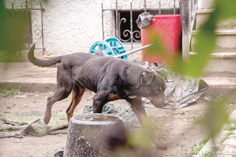 O CM esteve no local e verificou que cães continuam magros  